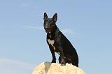 BULL TERRIER 046